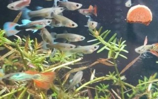 孔雀魚苗出生多久可以喂食，選擇一些容易消化的食物