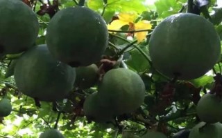 吊瓜子的價格，一斤需要20-30元左右