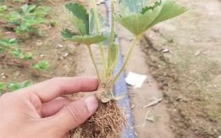 一畝大棚草莓的利潤(rùn)多少，頭年利潤(rùn)大約為17000元左右