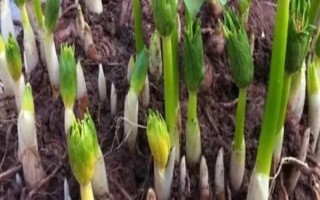重樓種子怎么浸泡催芽，使用溫水浸泡催芽