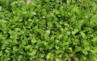 薺菜是哪個季節(jié)的蔬菜，是春秋季節(jié)的蔬菜