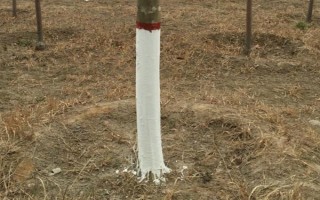 枇杷秋冬季的管理技術(shù)，需要用稻草或雜草將樹盤覆蓋