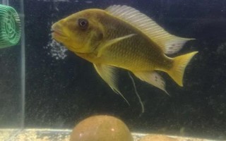 黃金鯛好不好養(yǎng)，飼養(yǎng)難度低適合新手