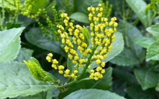 珠蘭的養(yǎng)殖方法，每天至少提供4小時(shí)的散射光