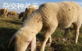 羊毛的種類(lèi)，不同種類(lèi)用途不同