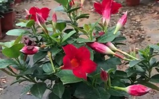 飄香藤的花語，寓意難忘愛情、充滿生機(jī)等