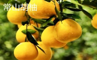 好吃的柚子品種推薦，各有特點(diǎn)