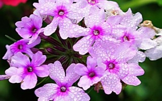 美女櫻如何養(yǎng)殖，夏季應(yīng)注意澆水