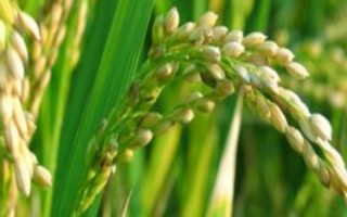 徽兩優(yōu)985水稻種子特點(diǎn)，中抗白葉枯?。ú≈?1）