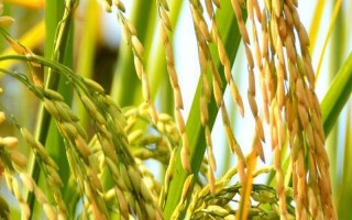 廣兩優(yōu)35水稻種子特點(diǎn)，該品種屬遲熟秈型中稻