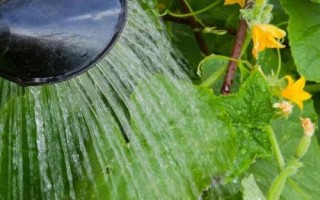 黃瓜剛栽下要馬上澆水嗎，要馬上澆定根水