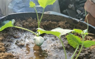 秋冬絲瓜定植后的管理方法，噴施新高脂膜可縮短緩苗期