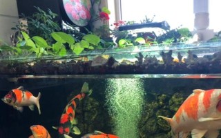 養(yǎng)錦鯉的魚缸養(yǎng)什么植物好，可以養(yǎng)苦草、卷葉龍須草等