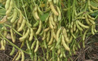 張農(nóng)1號(hào)大豆種子介紹，生育期125天