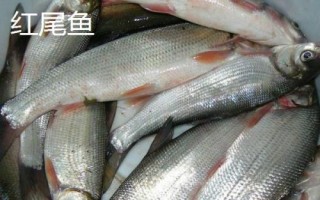 黃尾魚和紅尾魚有什么區(qū)別，黃尾魚的尾鰭呈黃色、紅尾魚的尾鰭呈鮮紅色