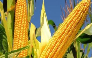 德單180玉米種子特點，6月上旬至6月中下旬播種