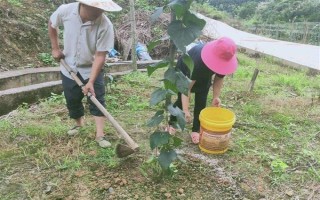 羅漢果的種植方法，種植前需進行土地深翻和施肥