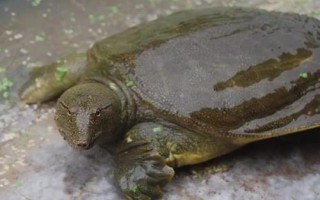 甲魚冬天在泥里的藏匿深度，一般會(huì)藏在10-15厘米的位置