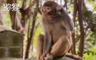 食蟹猴可以個(gè)人養(yǎng)殖出售嗎，為國(guó)家二級(jí)重點(diǎn)保護(hù)野生動(dòng)物