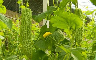 無土栽培蔬菜有哪些，常見的有番茄、苦瓜等