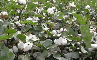 新陸早50號(hào)棉花種子特征特性，平均生育期120-132天