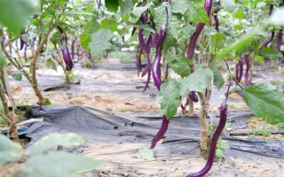 種植茄子的株行距，一般是40-45厘米×60-65厘米