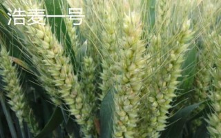 紅麥品種，包括楊麥25、農(nóng)麥88、寧麥22等種類