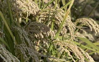 開優(yōu)8號(hào)水稻品種簡介，全生育期137天左右