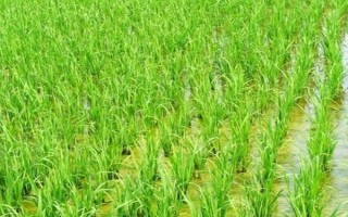 花粳1812水稻種子簡(jiǎn)介，全生育期以淺水灌溉為主