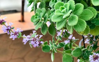碰碰香夏季養(yǎng)殖要點(diǎn)，適宜生長(zhǎng)的溫度在15-25℃左右