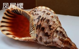鸚鵡螺是海螺嗎，是頭足綱軟體動物不是海螺