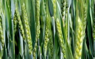 邯麥24小麥種子簡介，該品種屬半冬性中熟品種