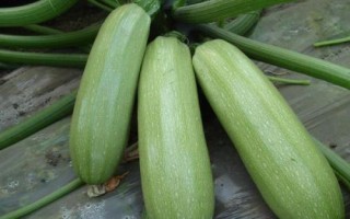 耐高溫的蔬菜有哪些品種，空心菜、黃瓜、西葫蘆等品種比較耐高溫