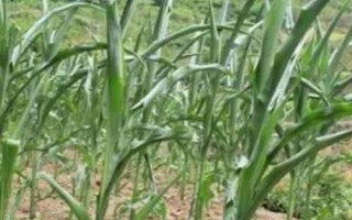 玉米葉尖發(fā)黃的原因，缺水、水澇、缺鋅、缺硫等都會導(dǎo)致