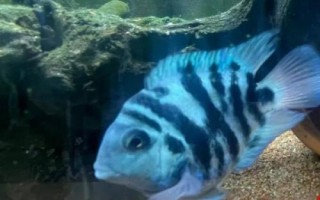 鸚鵡魚有沒有黑色的，麒麟鸚鵡魚呈黑色