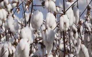 源棉新13305棉花品種的特性，綜合防治病蟲害
