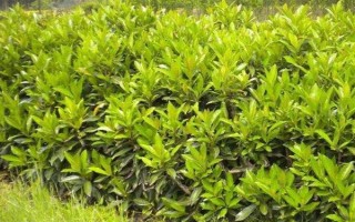 冬青與法國冬青有什么區(qū)別，前者屬于冬青科、后者屬于忍冬科