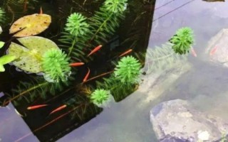 讓庭院魚(yú)池水變清澈的方法，種植水草可改善水質(zhì)