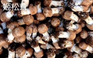 姬松茸收獲時(shí)間，春秋季節(jié)為適宜收獲期
