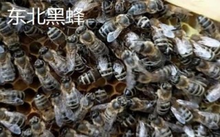 什么是黑蜂，廣義上是指身體呈黑色的蜜蜂