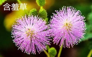 合歡花與含羞草有什么區(qū)別，合歡花是喬木、含羞草是草本植物或亞灌木