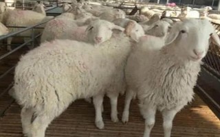 種公羊的飼養(yǎng)管理方法，主要以放牧以及舍飼共同進行