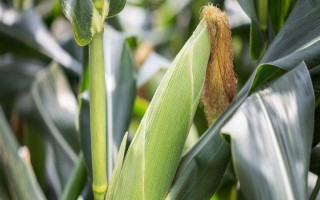 玉農(nóng)花彩糯7號玉米種子特征特性，該品種株高174.2厘米
