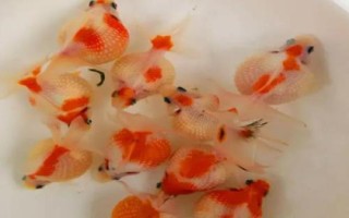 金魚冬天多久喂食一次，根據(jù)水溫的變化來(lái)調(diào)節(jié)喂食頻率