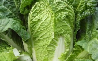 巖白菜如何種植，春夏秋三個季節(jié)均可播種