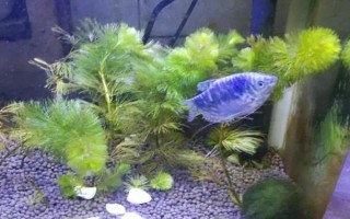 曼龍魚能和什么混養(yǎng)，能和月光魚、紅箭魚等混養(yǎng)