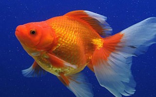 金魚的魚鰭數(shù)量，分為尾鰭、臀鰭、背鰭、腹鰭、胸鰭這5個