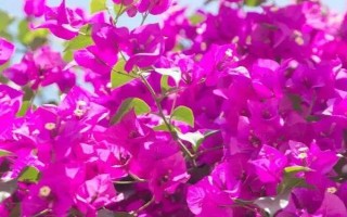 三角梅夏天怎么養(yǎng)開(kāi)花多，保證光照充足是關(guān)鍵