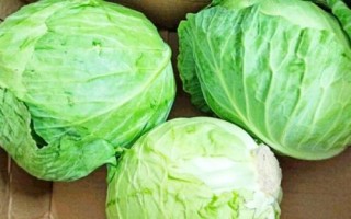 什么是圓白菜，通常是指甘藍