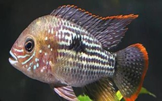 皇冠魚(yú)簡(jiǎn)介，因成年雄魚(yú)額頭突起酷似皇冠而得名